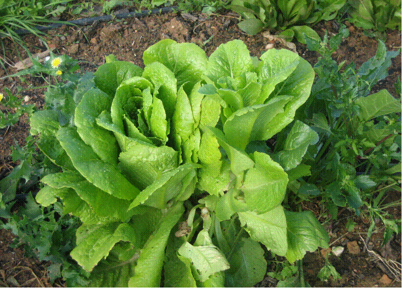 Lechuga para todo y para todas