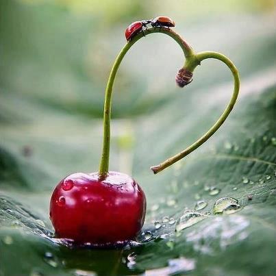 sobre la cereza del amor insectos corazon