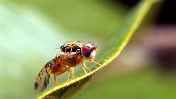 La mosca transgénica no volará por estas tierras