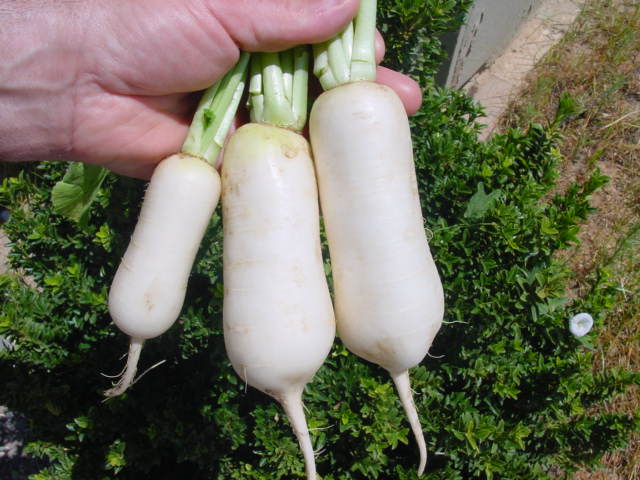 Arroz con daikon frito